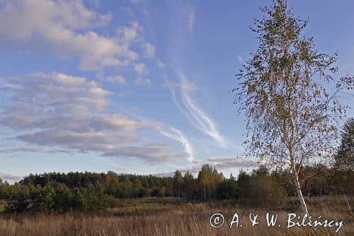 Kampinoski Park Narodowy, pejzaż mazowiecki Brzoza omszona / Betula pubescens /