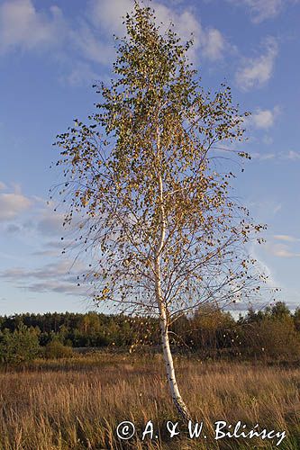 Kampinoski Park Narodowy, pejzaż mazowiecki Brzoza omszona / Betula pubescens /