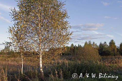 Kampinoski Park Narodowy, pejzaż mazowiecki Brzoza omszona / Betula pubescens /