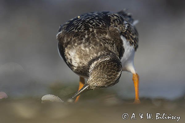 Kamusznik zwyczajny, kamusznik, Arenaria interpres