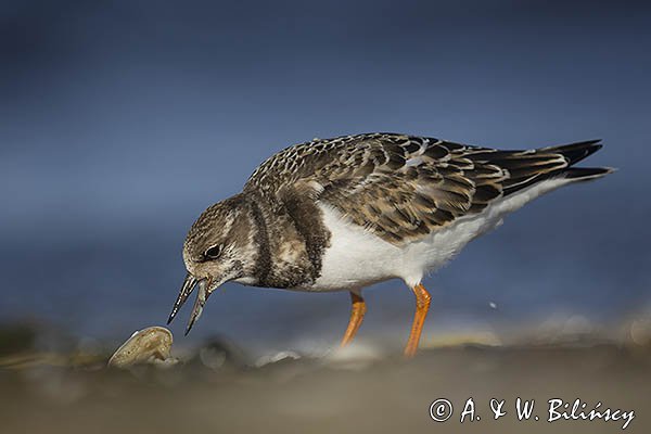 Kamusznik zwyczajny, kamusznik, Arenaria interpres