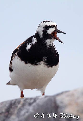 kamusznik, Arenaria interpres