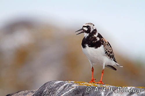 kamusznik, Arenaria interpres
