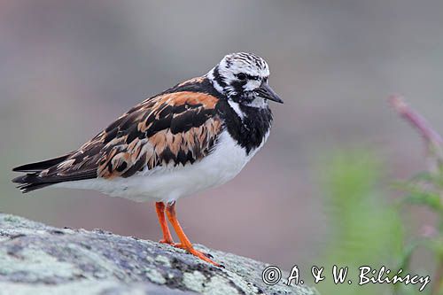 kamusznik, Arenaria interpres
