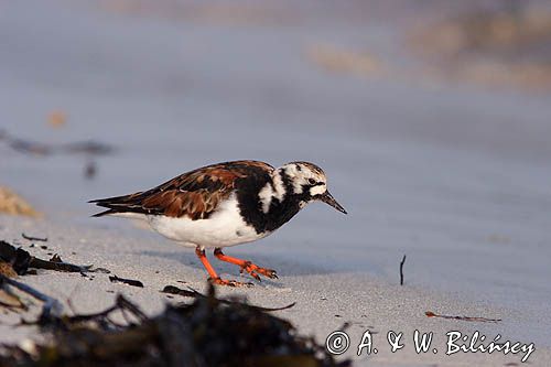 Kamusznik Arenaria interpres samiec