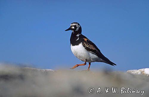 Kamusznik, Arenaria interpres