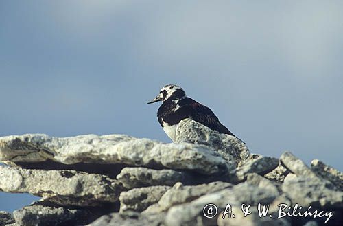 Kamusznik, Arenaria interpres