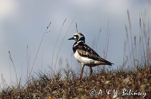 Kamusznik, Arenaria interpres