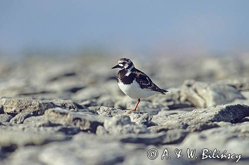 Kamusznik, Arenaria interpres