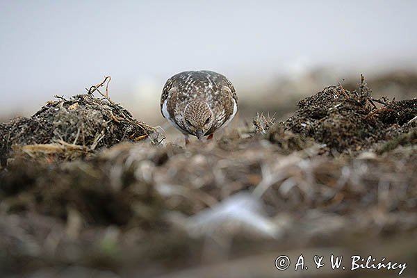Kamusznik zwyczajny, kamusznik, Arenaria interpres