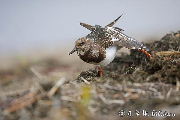 Kamusznik zwyczajny, kamusznik, Arenaria interpres