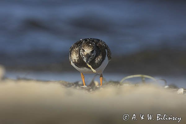 Kamusznik zwyczajny, kamusznik, Arenaria interpres