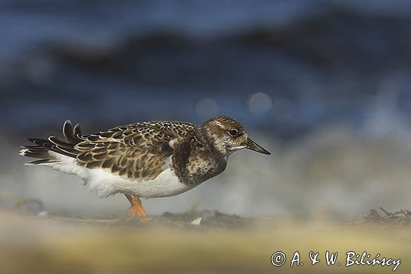 Kamusznik zwyczajny, kamusznik, Arenaria interpres