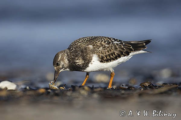 Kamusznik zwyczajny, kamusznik, Arenaria interpres
