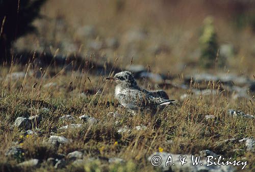 Kamusznik, Arenaria interpres