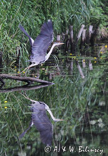 czapla siwa, Ardea cinerea, na kanale Elbląskim