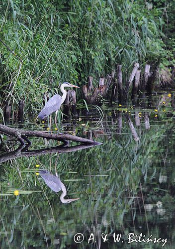 czapla siwa, Ardea cinerea, na kanale Elbląskim