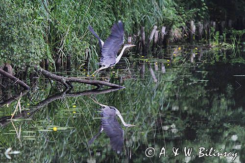 czapla siwa, Ardea cinerea, na kanale Elbląskim