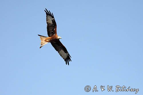 Kania ruda, kania rdzawa, Milvus milvus