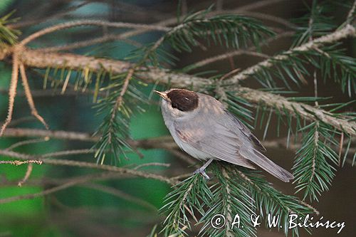 Kapturka pokrzewka czarnołbista) Sylvia atricapilla
