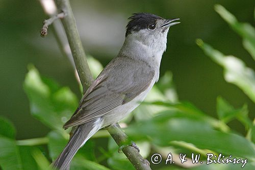 Kapturka pokrzewka czarnołbista) Sylvia atricapilla