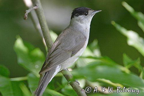 Kapturka pokrzewka czarnołbista) Sylvia atricapilla