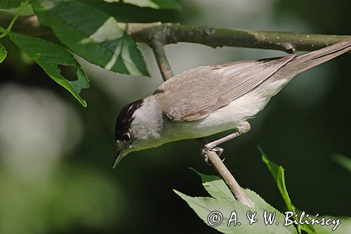 Kapturka pokrzewka czarnołbista) Sylvia atricapilla