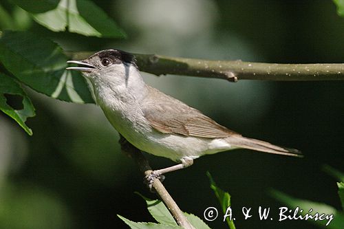 Kapturka pokrzewka czarnołbista) Sylvia atricapilla