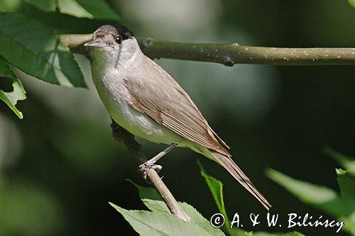 Kapturka pokrzewka czarnołbista) Sylvia atricapilla
