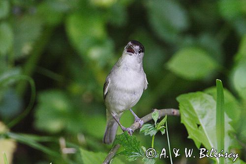 Kapturka pokrzewka czarnołbista) Sylvia atricapilla