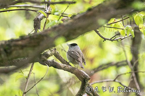 Kapturka, Sylvia atricapilla, samiec