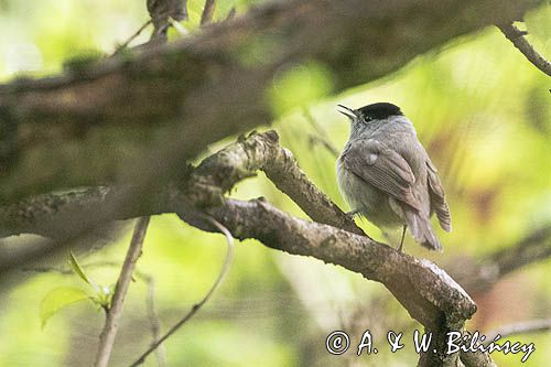 Kapturka, samiec, Sylvia atricapilla, blackcap male, fot A&W Bilińscy bank zdjęć