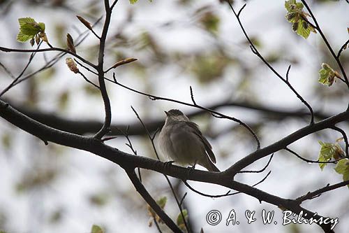 Kapturka, Sylvia atricapilla, samiec