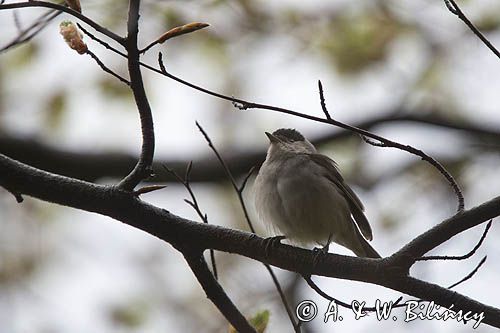 Kapturka, Sylvia atricapilla, samiec