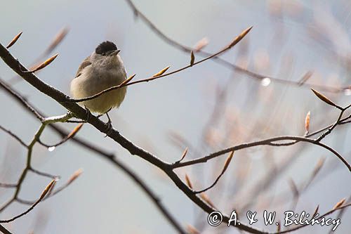 Kapturka, Sylvia atricapilla, samiec