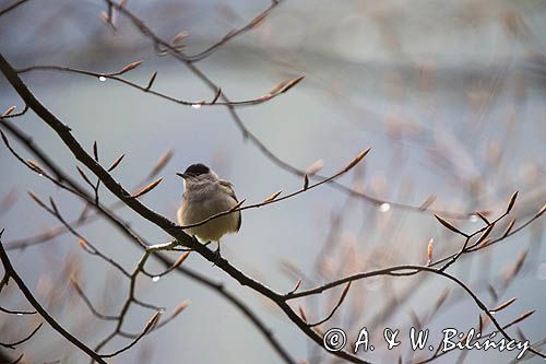 Kapturka, Sylvia atricapilla, samiec