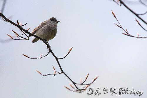 Kapturka, Sylvia atricapilla, samiec