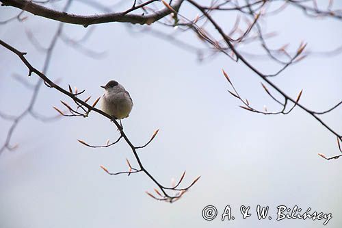 Kapturka, Sylvia atricapilla, samiec