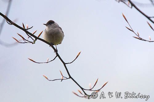 Kapturka, Sylvia atricapilla, samiec