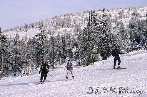 narciarze w Karkonoszach