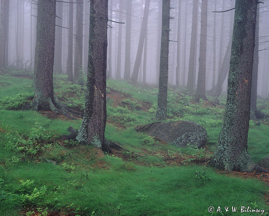 mgła w lesie, Karkonosze, Karkonoski Park Narodowy