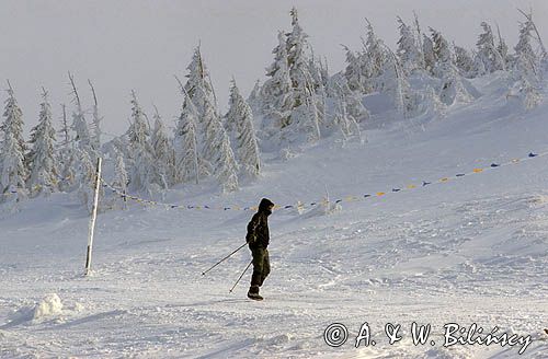 w Karkonoszach