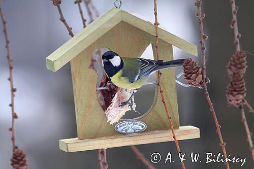 Sikora bogatka, Bogatka, Parus major, na karmniku