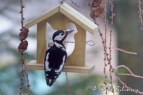 Karmnik dla ptaków. Bird feeder.