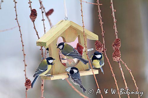 przy karmniku sikory : Bogatka zwyczajna, bogatka, sikora bogatka, Parus major i Sosnówka