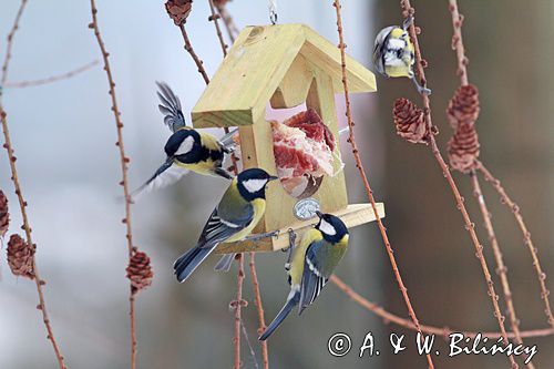 przy karmniku sikory : Bogatka zwyczajna, bogatka, sikora bogatka, Parus major