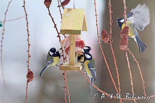 Karmnik dla ptaków. Bird feeder