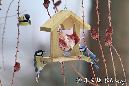 Karmnik dla ptaków. Bird feeder.