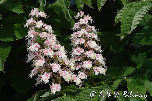 kasztanowiec czerwony Aesculus carnea, liście i kwiaty