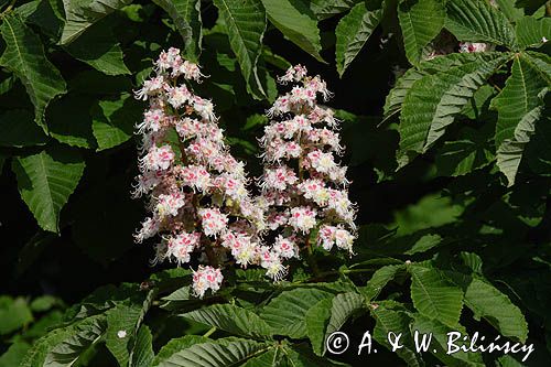 kasztanowiec czerwony Aesculus carnea, liście i kwiaty
